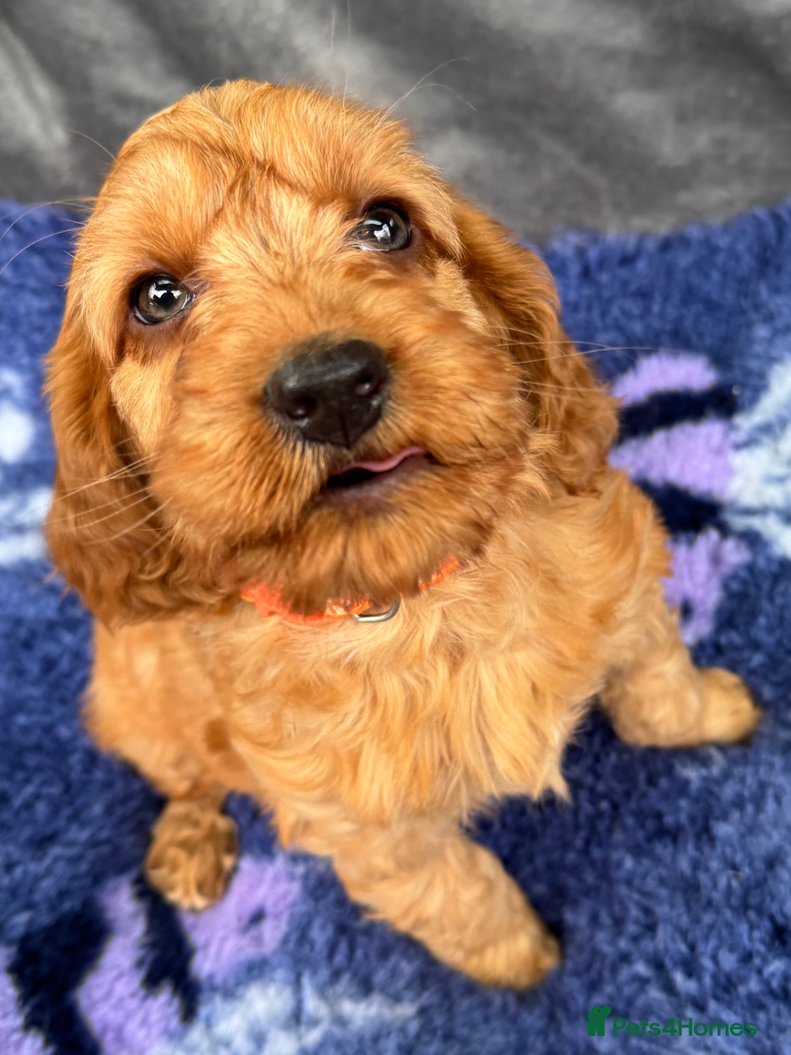 Cockapoo dogs Stunning Red Cockapoo puppies in Barnsley - Advert 1