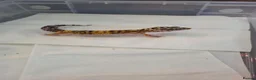 Gecko reptiles for sale: Leopard gecko for sale  - Advert 7