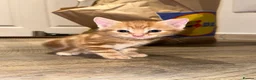 Mixed Breed cats for sale: Kittens  in Stoke-on-Trent - Advert 3