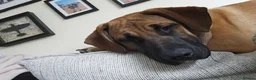 Mixed Breed dogs for sale: 11 month old female mixed breed  - Advert 10