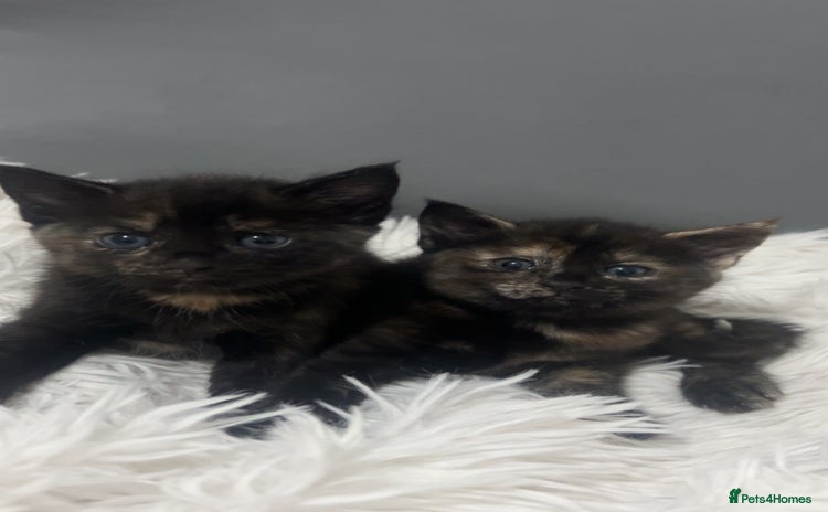 Mixed Breed cats - Advert 1