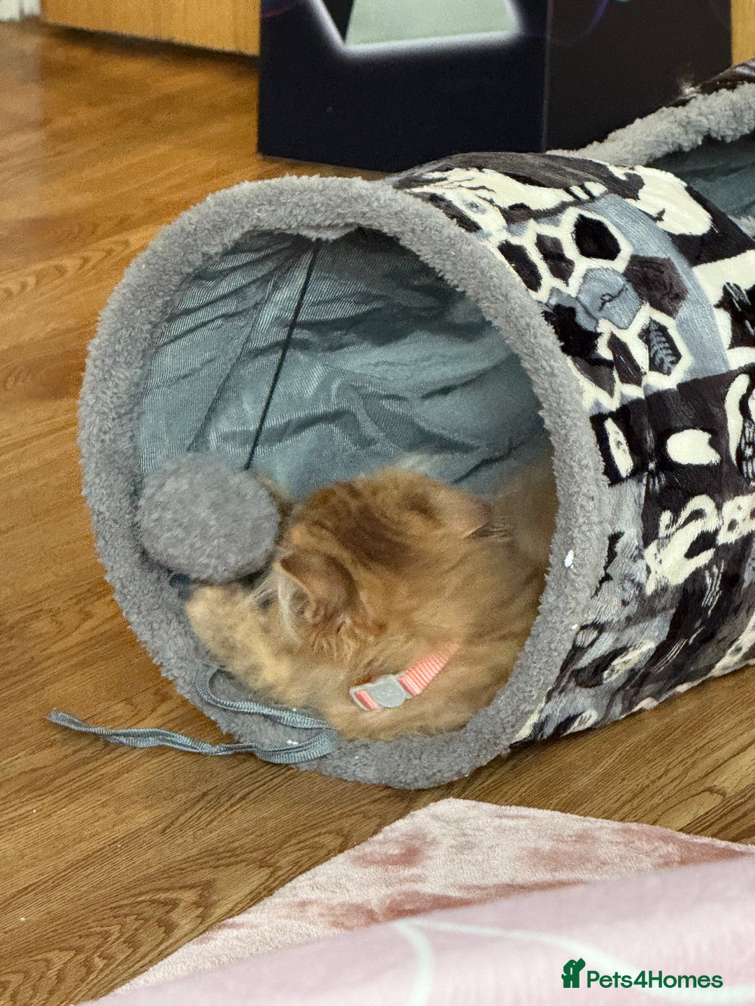 British Longhair cats for sale: Two gorgeous purebred sisters - Advert 3