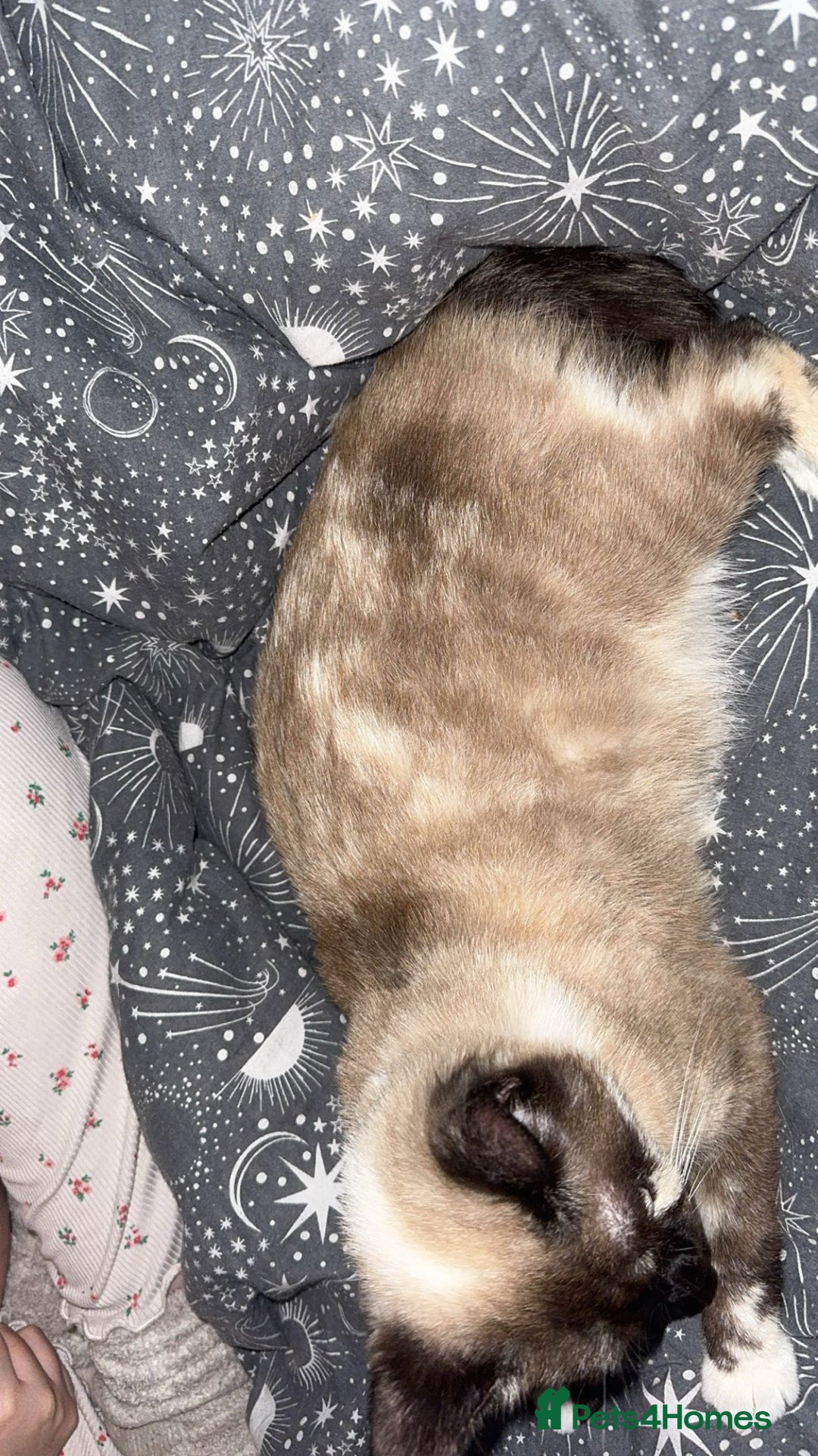 Siamese cats for sale: Female Siamese Cat - URGENT - Advert 3