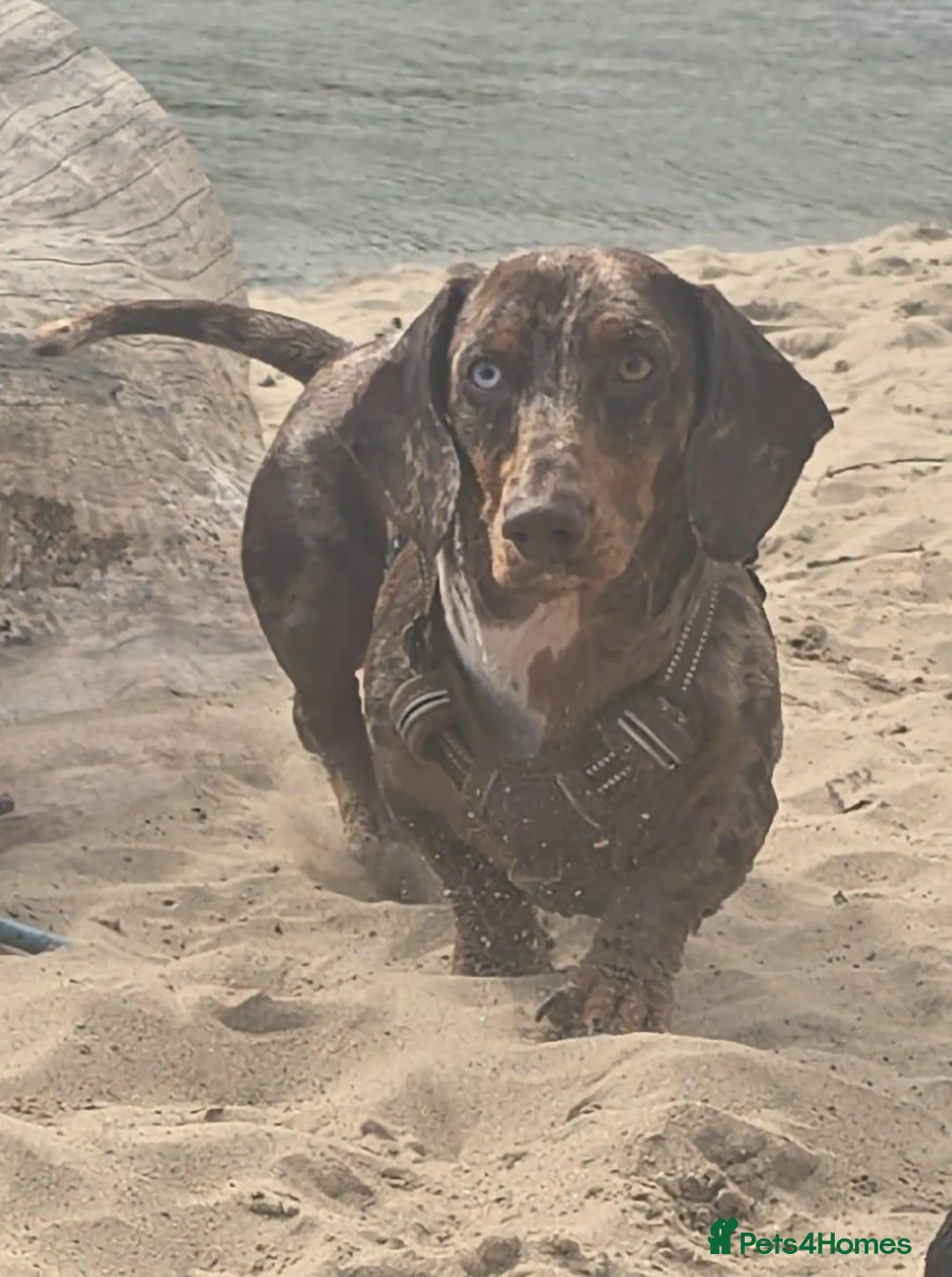 Dachshund dogs for stud: VINNY FOR STUD in Wallsend - Advert 2
