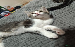 Siberian cats for sale: Siberian cross tabby kitten  - Image 6