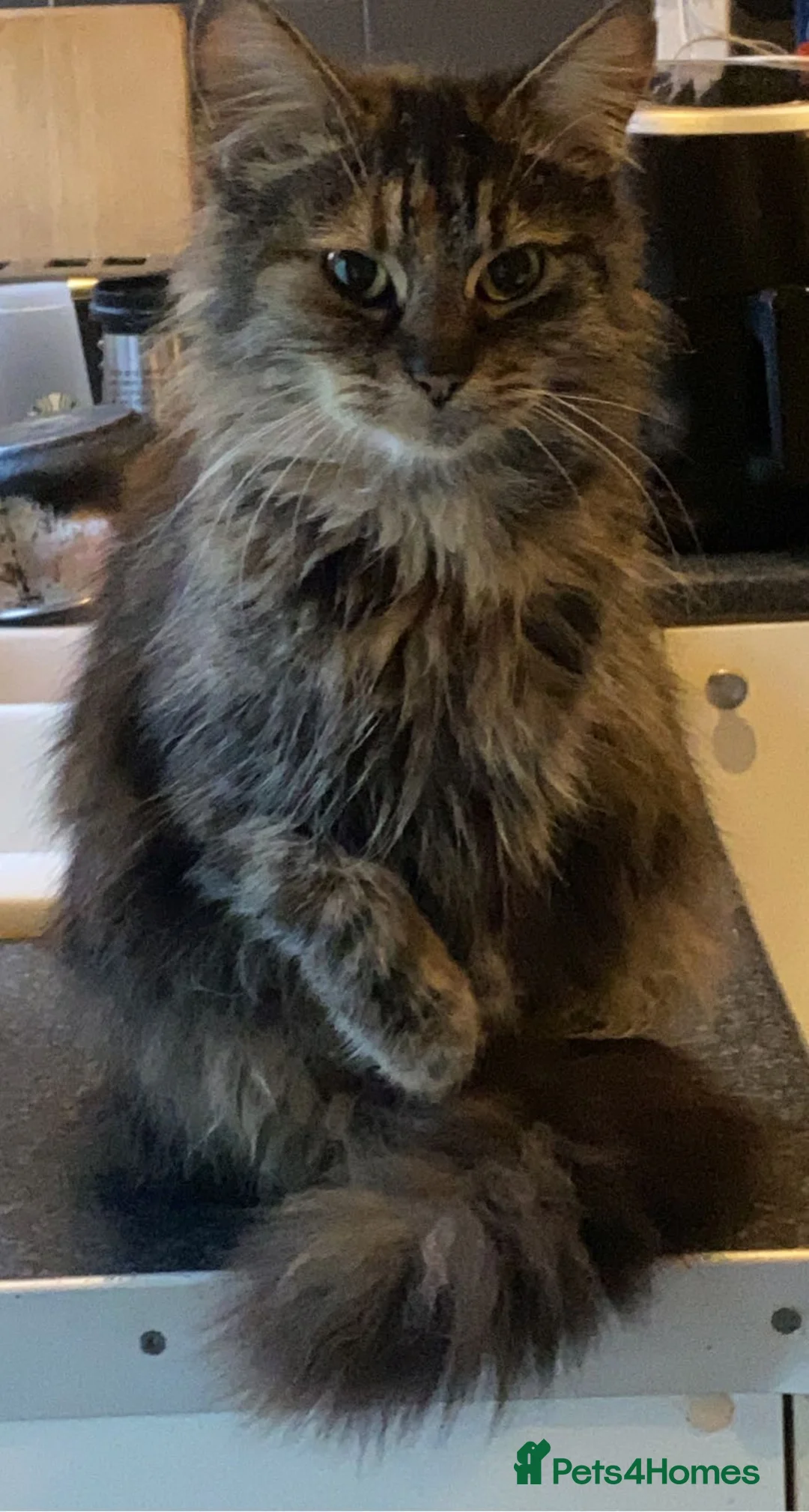 Mixed Breed cats for sale: Kittens for sale  - Advert 27