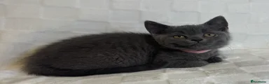 British Shorthair 6
