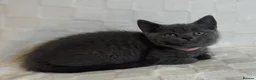British Shorthair cats for sale: Beautiful British Blue Shorthair Kittens  - Advert 2