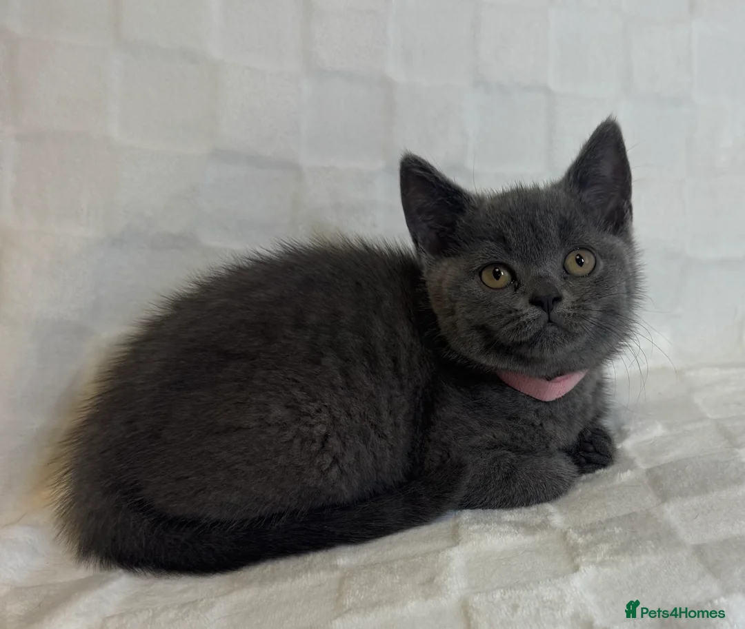 British Shorthair cats for sale: Beautiful British Blue Shorthair Kittens  - Advert 2