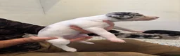 Lurcher dogs for sale: Lurchers for sale - Advert 4