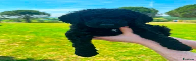 Bernedoodle 3