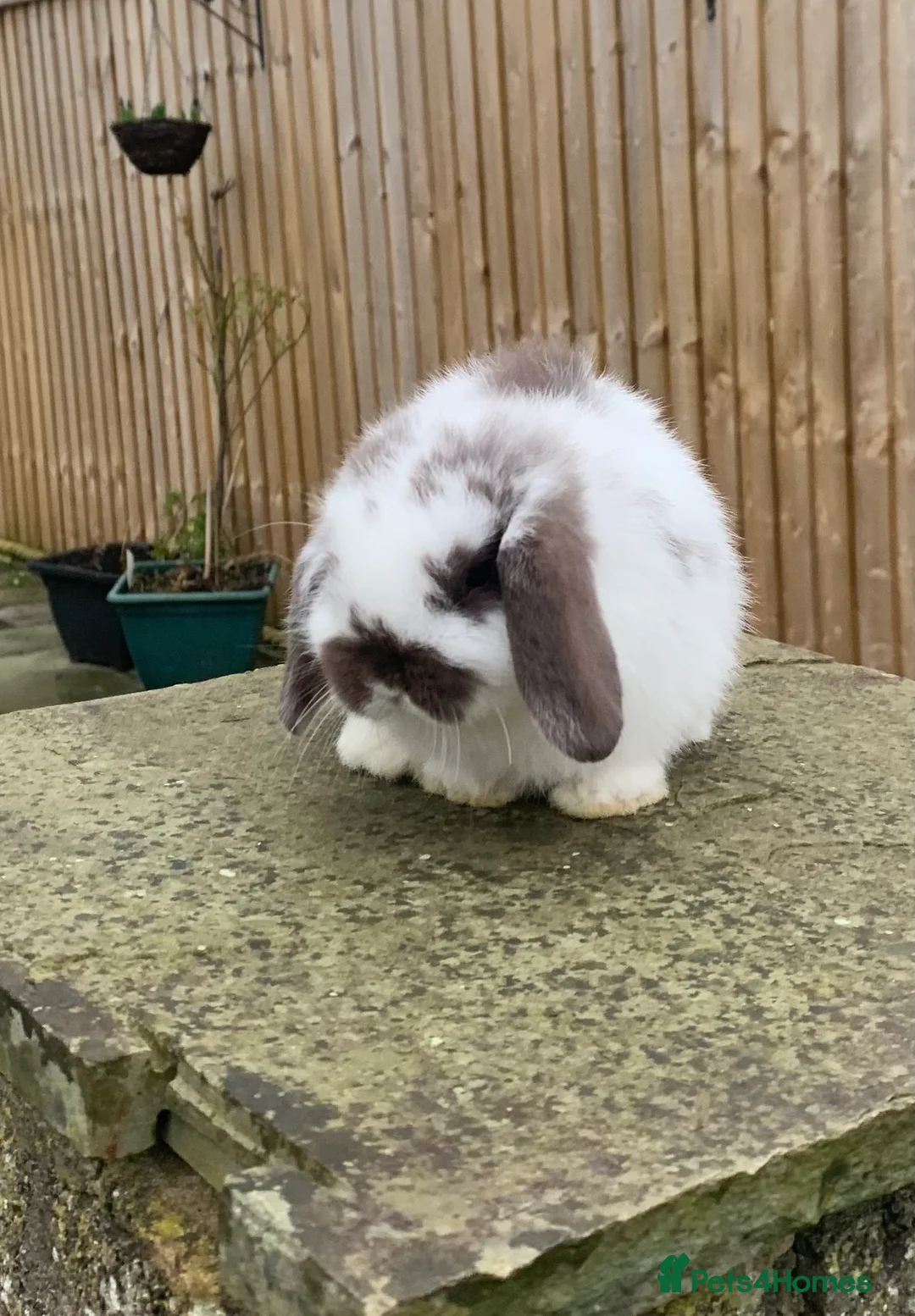 Mini Lop rabbits for sale: Pure bred mini lops baby Rabbits. - Advert 4