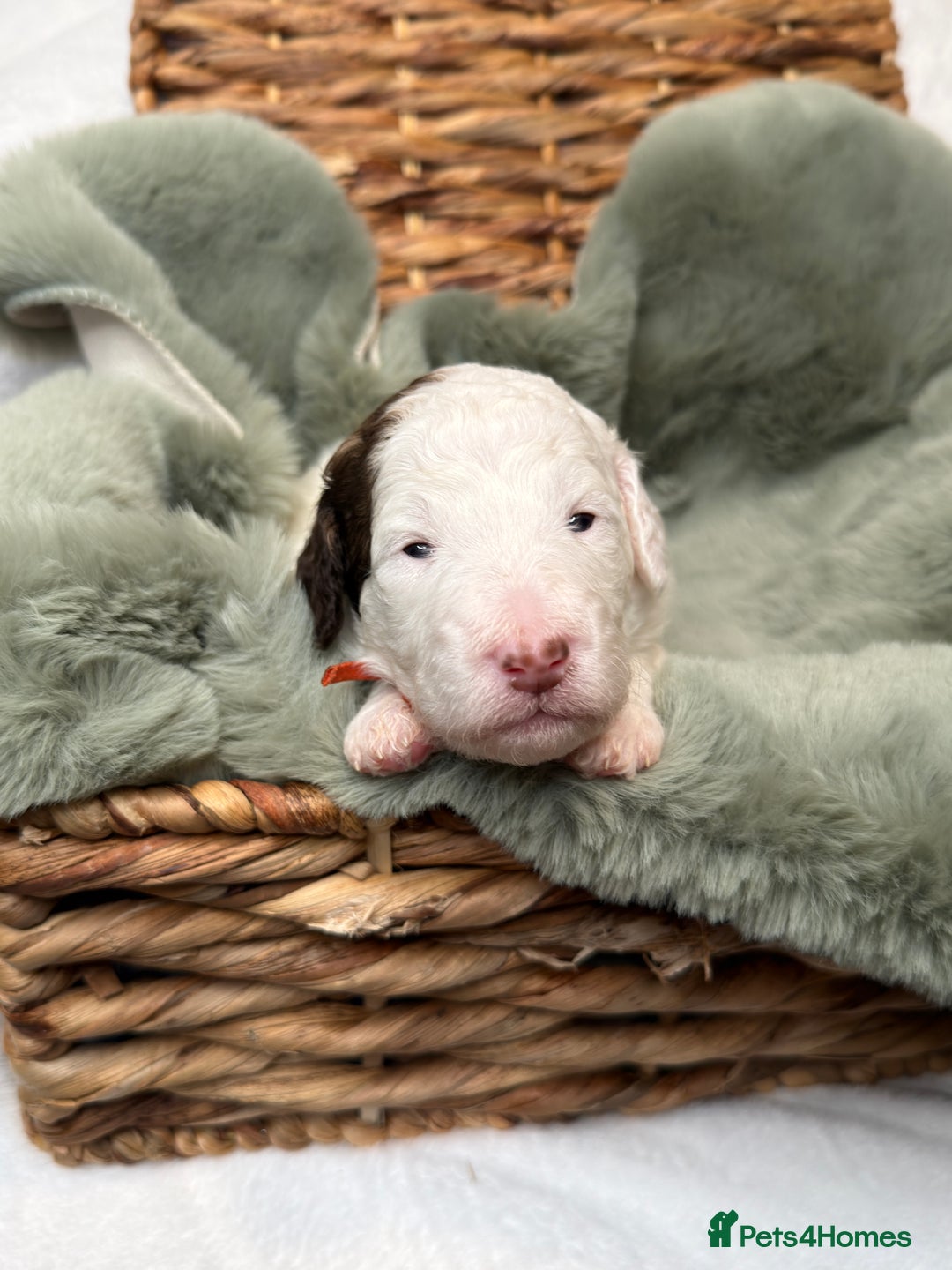 Bernedoodle dogs for sale: Miniature Bernedoodle Puppies - Image 23