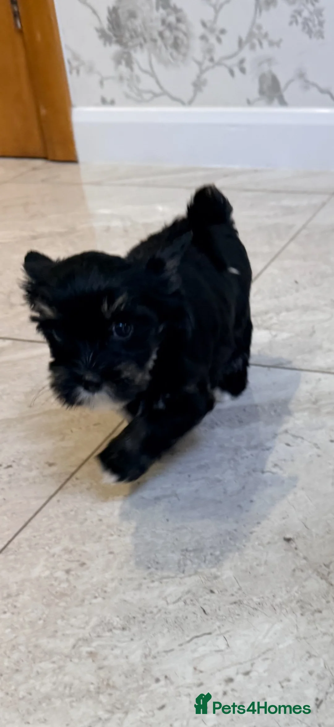Yorkshire Terrier dogs for sale: 3 color Yorkshire terrier  - Advert 2