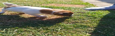 Jack Russell 4