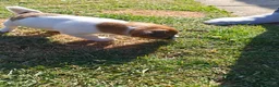Jack Russell dogs for sale: Jack Russell 4 Sale - Advert 10