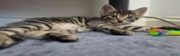 Mixed Breed cats for sale: 3 beautiful 1/4 siamese kittens ready now x - Advert 11