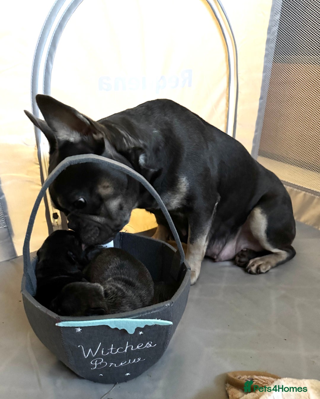 French Bulldog dogs for sale: 1 French bulldog girl left - Advert 5