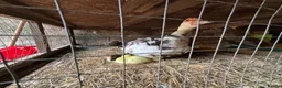 Ducks poultry for sale: Muscovy Ducks - Advert 9