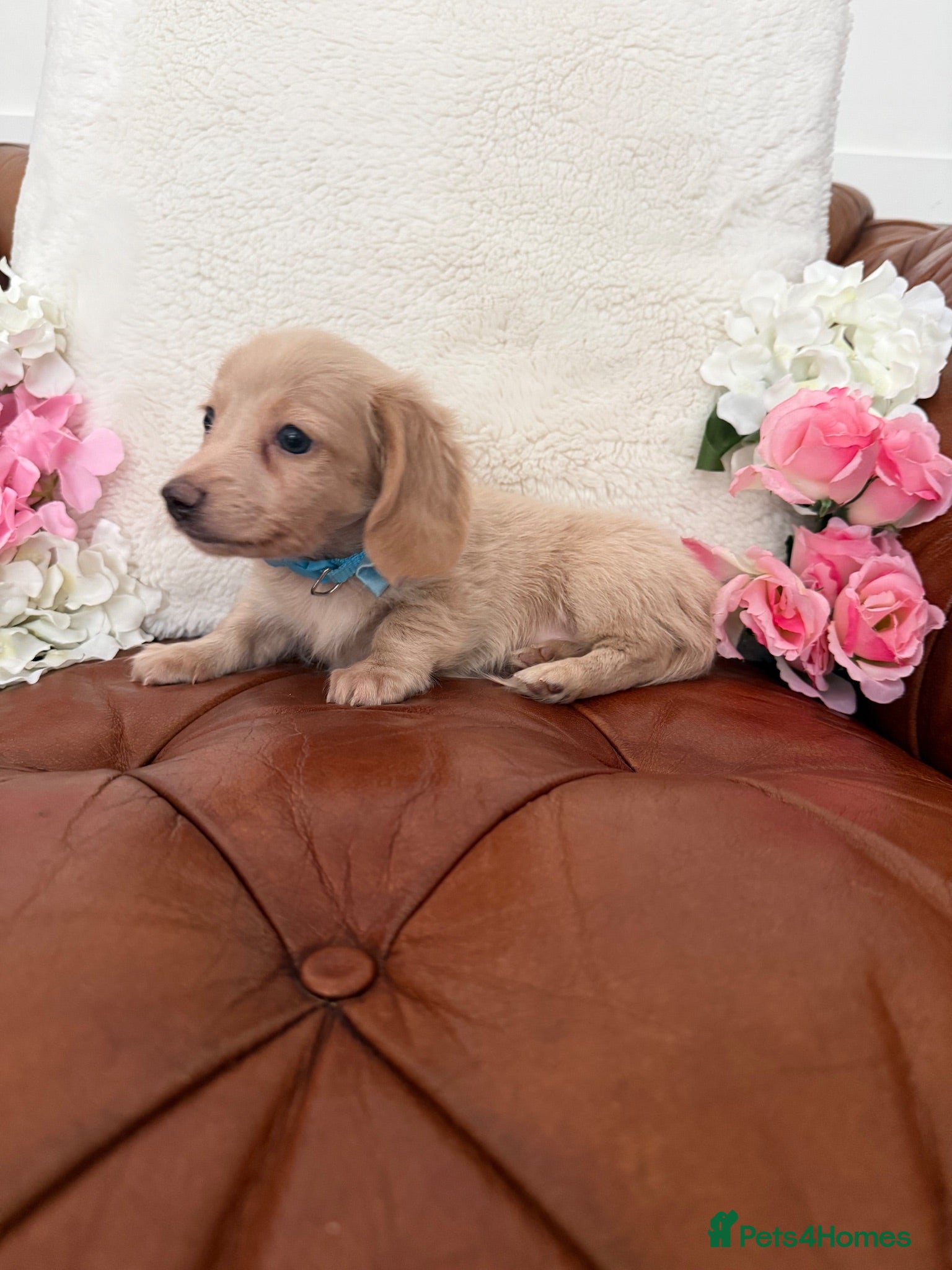 Miniature Dachshund dogs Beautiful Miniature Dachshund Dapples & Cream  - Advert 1