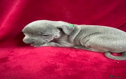 Staffordshire Bull Terrier dogs for sale: Stunning blue Staffordshire bull terrier puppies - Advert 12