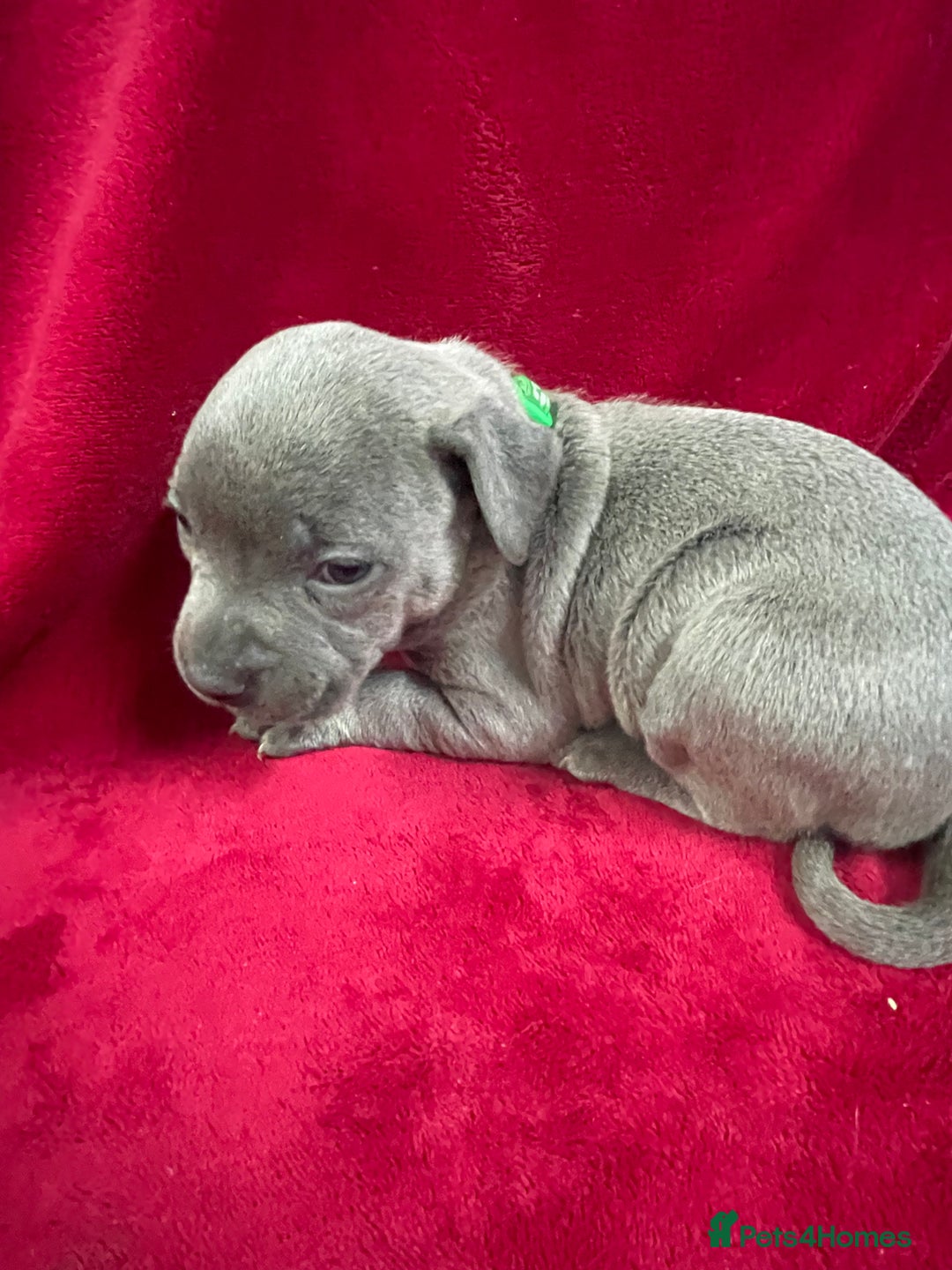 Staffordshire Bull Terrier dogs for sale: Stunning blue Staffordshire bull terrier puppies - Advert 12