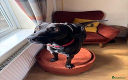 Mixed Breed dogs for sale: Male Vizla x Belgium shepherd 15m - Image 2