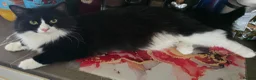 Mixed Breed cats for sale: Black and white long haired domestic - Advert 2
