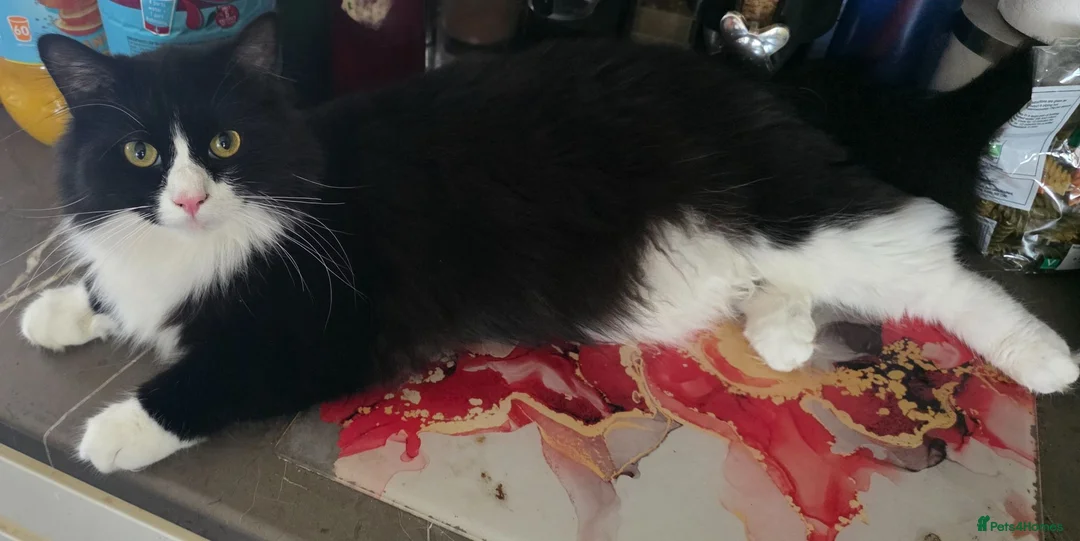 Mixed Breed cats for sale: Black and white long haired domestic - Advert 2