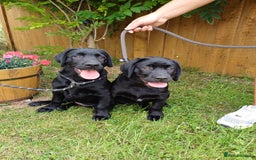 Labrador Retriever dogs for sale: Labradors, vaccinated and ready for new home  - Image 5