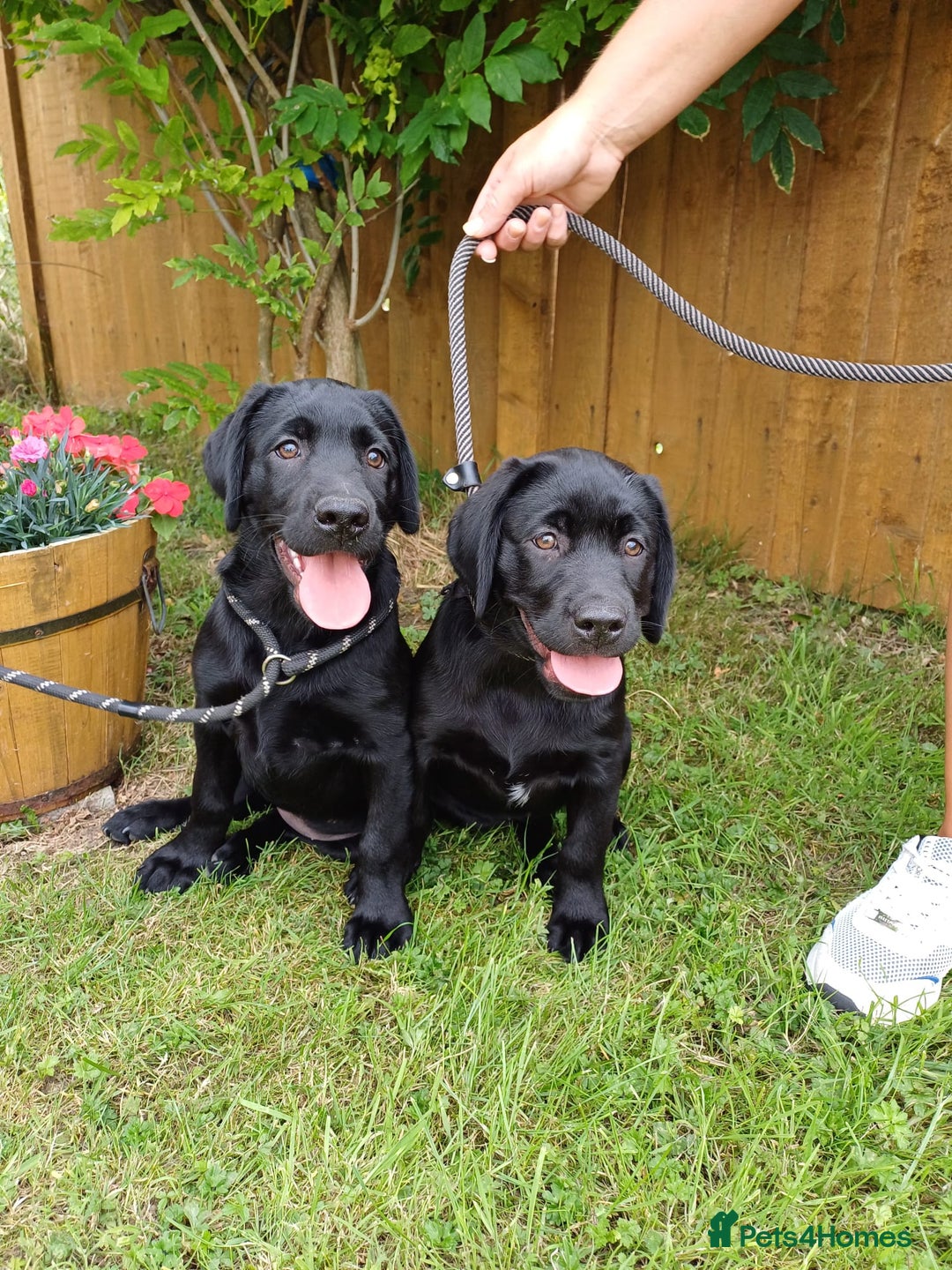 Labrador Retriever dogs for sale: Labradors, vaccinated and ready for new home  - Image 5