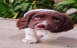 English Springer Spaniel dogs for sale: ESS girl puppies  - Image 24