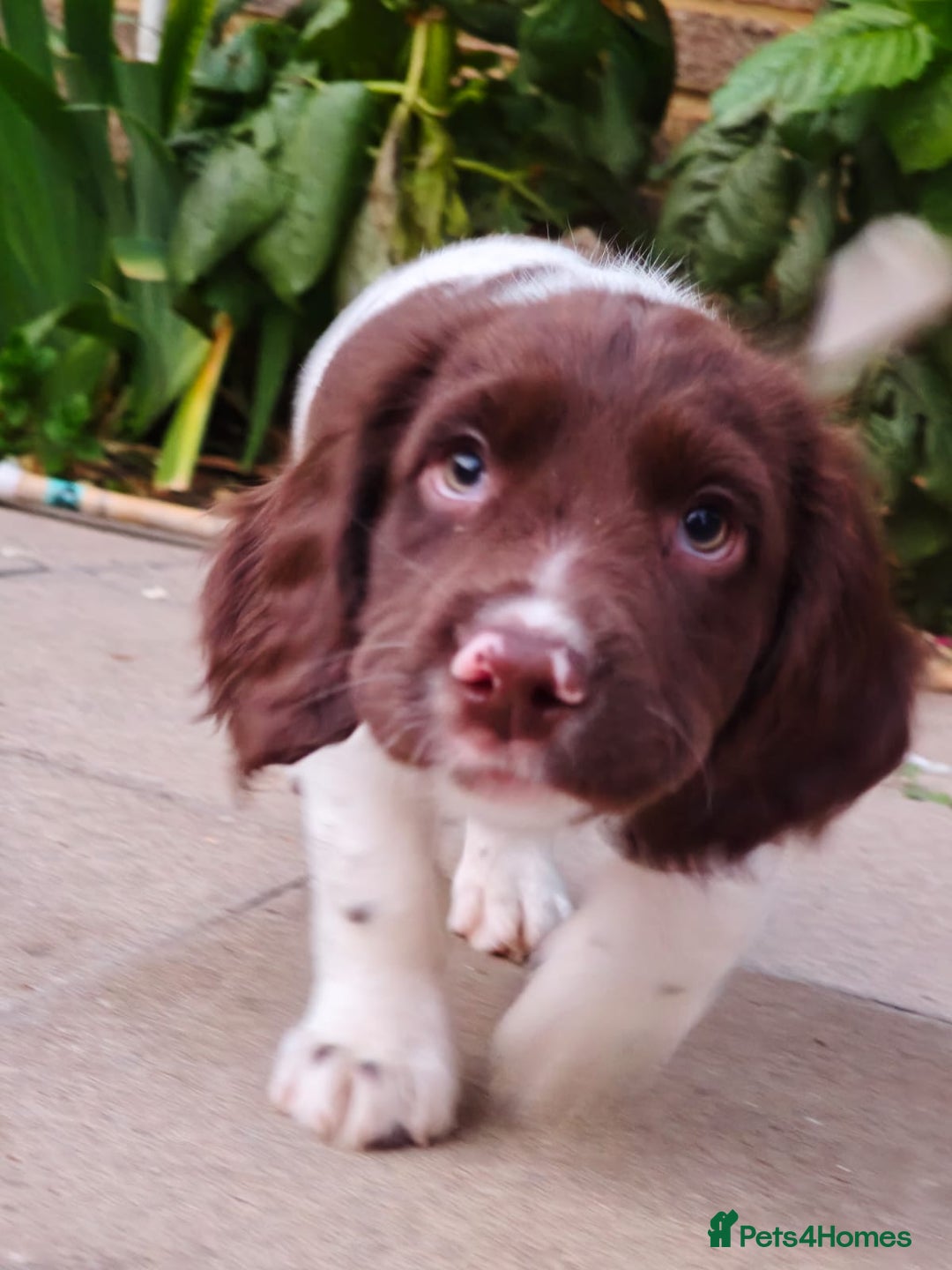 English Springer Spaniel dogs for sale: ESS girl puppies  - Image 24
