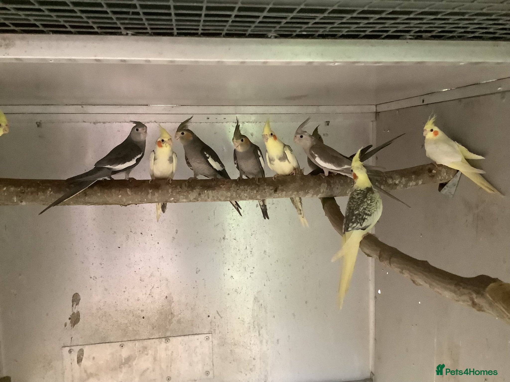 Cockatiels birds 2026 Young cockatiels  - Advert 1