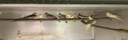 Cockatiels birds for sale: 2026 Young cockatiels  - Advert 1