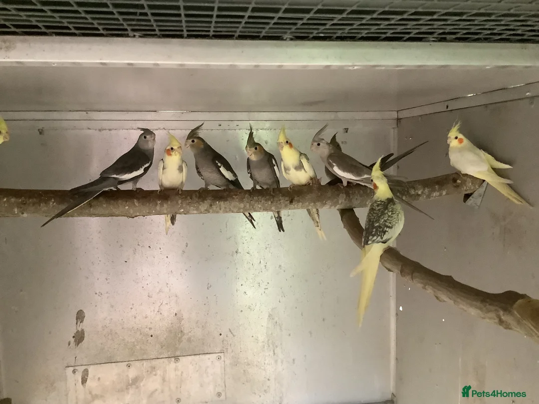 Cockatiels birds for sale: 2026 Young cockatiels  - Advert 1