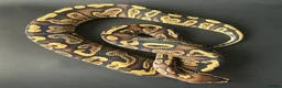 Python Snake reptiles for sale: Royal Pythons Various Ones Available  - Advert 5