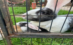 Continental Giant rabbits for sale: 6 weeks old Continental rabbits - Image 8