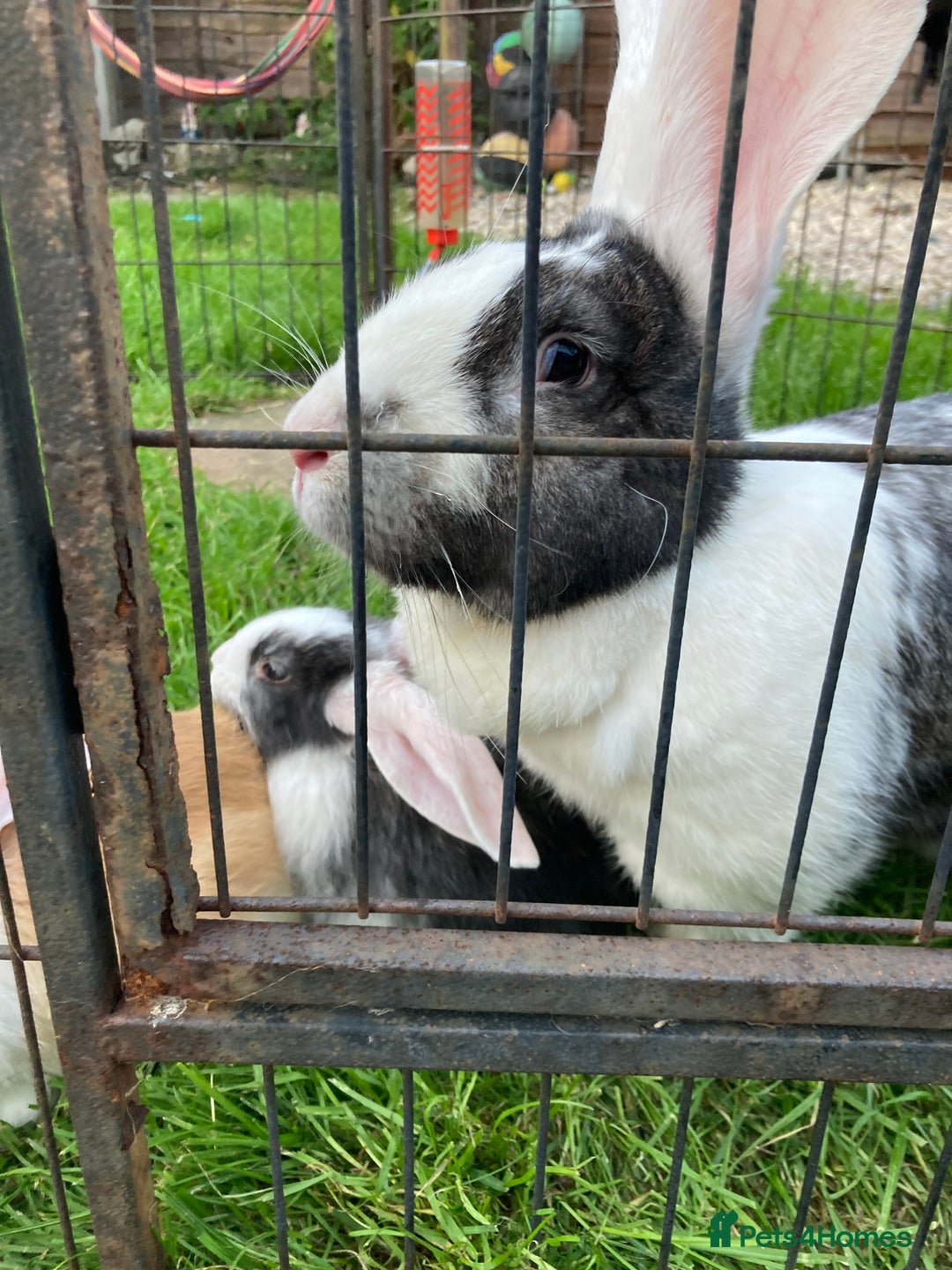 Continental Giant rabbits for sale: 6 weeks old Continental rabbits - Image 8