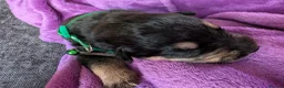 Mixed Breed dogs for sale: Rottweiler cross Caucasian Shepherd in Woodbridge - Advert 4