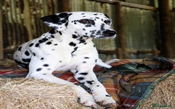 Dalmatian dogs for sale: Beautiful KC Registered Dalmatian Litter - Image 13