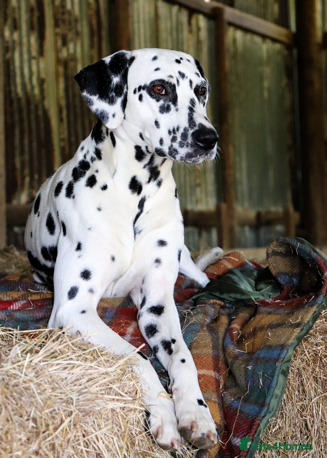 Dalmatian dogs for sale: Beautiful KC Registered Dalmatian Litter - Image 13