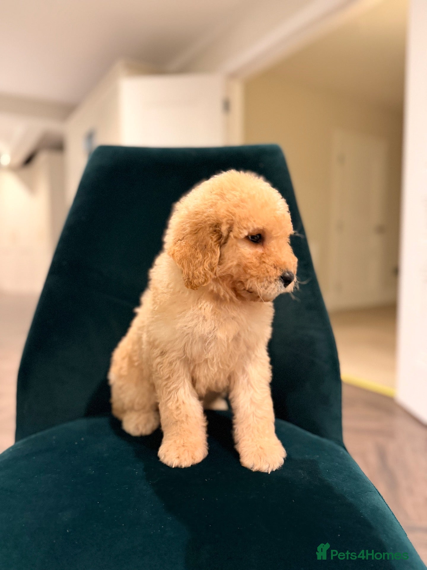 Goldendoodle dogs 🌟Ready Now 🌟 Super Quality Doodles  - Advert 2