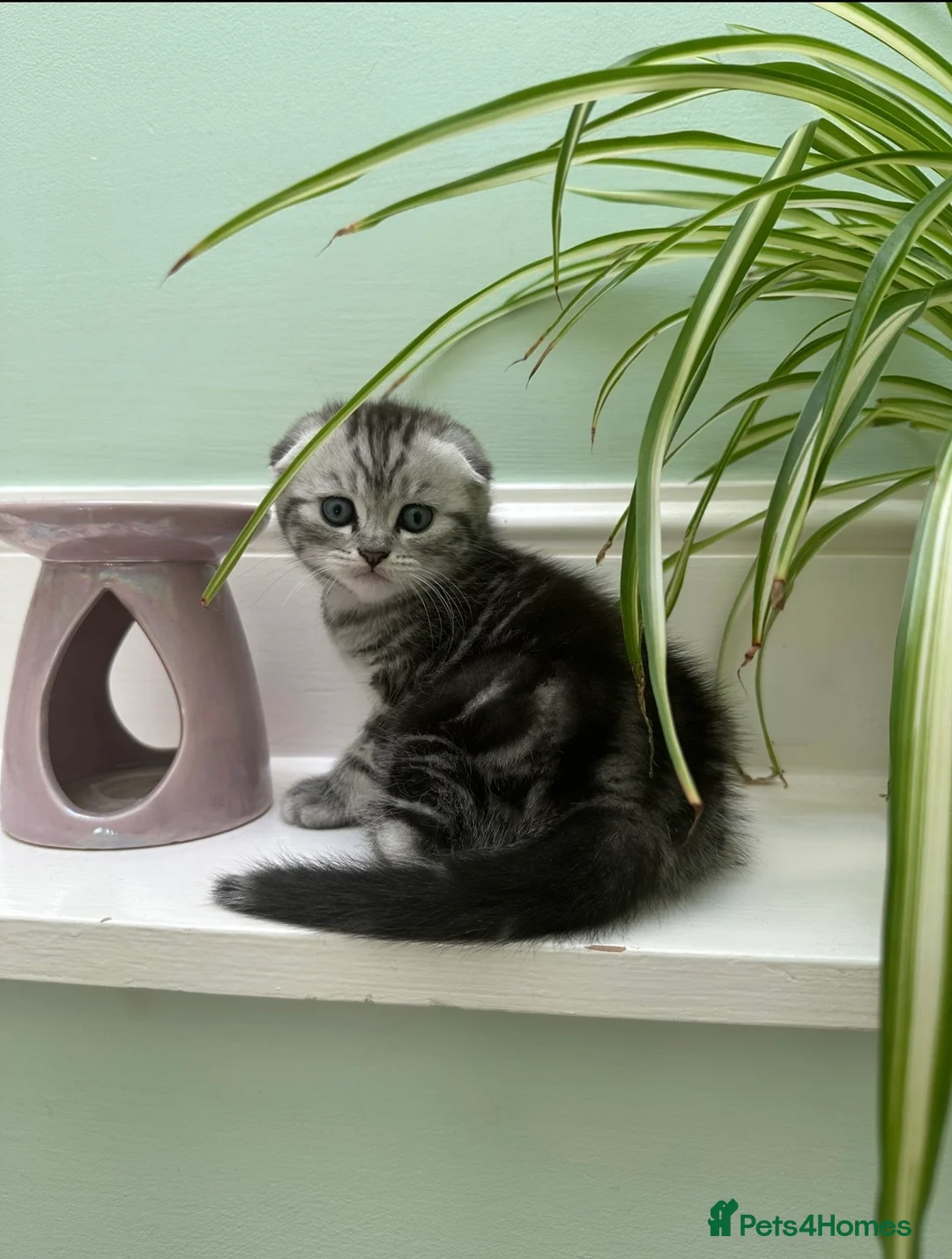 Scottish Fold cats for sale: Scottish Fold Kittens  - Advert 8