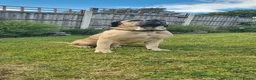 Cane Corso dogs for stud: Cane Corso STUD fawn - Advert 4