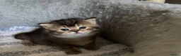 British Shorthair cats for sale: Pedigree British Shorthair  - Advert 8