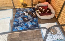 German Shorthaired Pointer dogs for sale: SENSEI-SAINTS German Shorthaired Pointers - Image 19