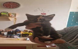 Mixed Breed cats for sale: Kittens for sale  - Image 4