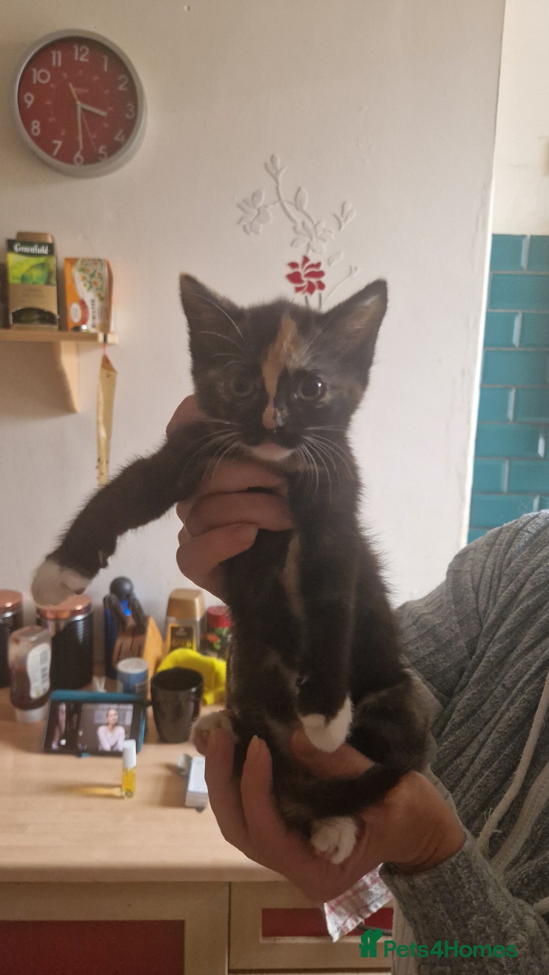 Mixed Breed cats for sale: Kittens for sale  - Image 4