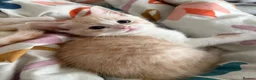 Mixed Breed cats for sale: Two beautiful kittens looks for their forever home in Enfield - Advert 11